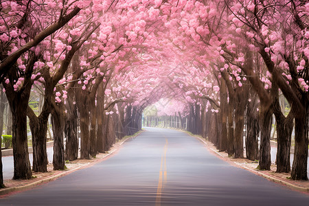 道路两旁的花树背景图片