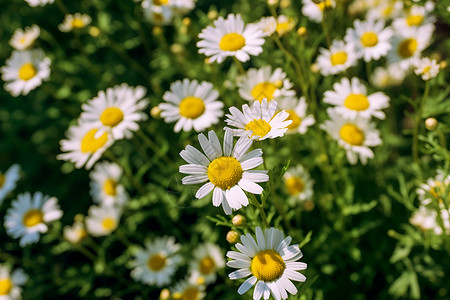美丽自然的小白菊背景图片
