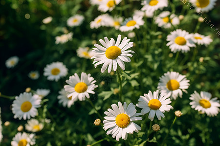 自然美丽的小白菊背景图片