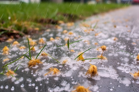 美女颜晨丹晨雨之美背景