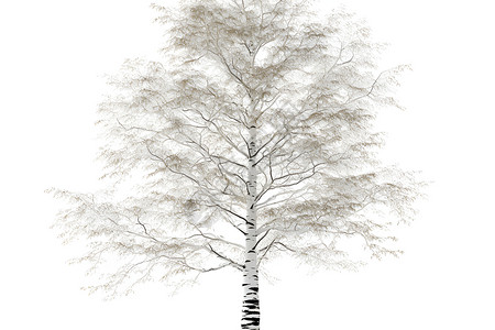 冬季白桦树背景图片