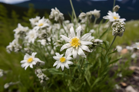 花丛中的白花背景图片