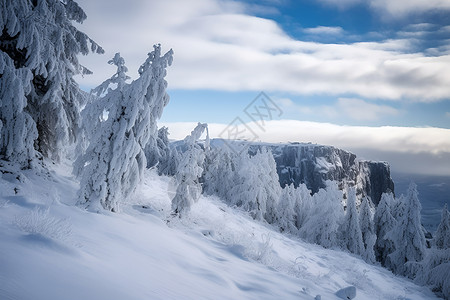 雪山上的树背景图片