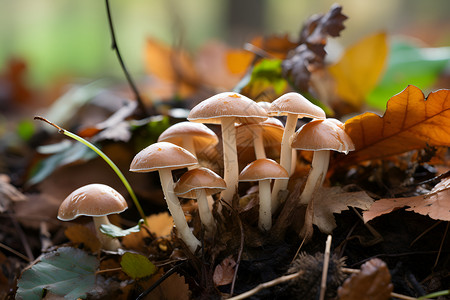 长叶子蘑菇长在森林里背景