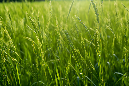 田野里的稻谷背景图片
