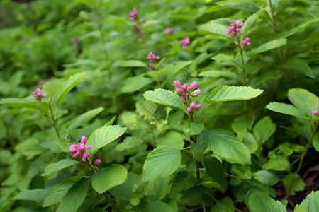 生长茂盛的绿叶植物背景图片