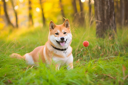 狗仔拿手机偷拍快乐狗仔在草地上背景