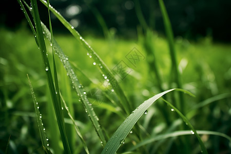 绿草叶子上的水珠背景图片