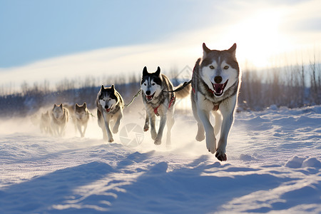 一群狗雪地奔跑的一群哈士奇背景