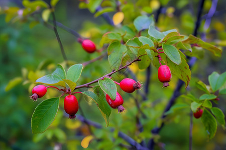 熟透的红浆果树背景图片