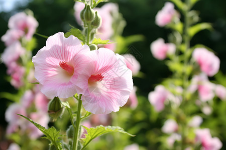 娇嫩的粉色花朵背景图片