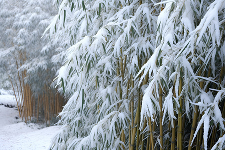 冬天竹子落满雪的竹林背景