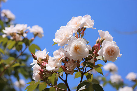 白色玫瑰在蓝天下绽放高清图片