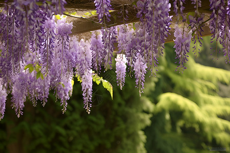花园的花儿紫色的花儿背景