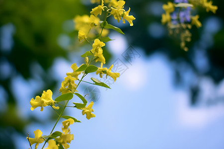 夏日的一朵黄色花朵背景图片
