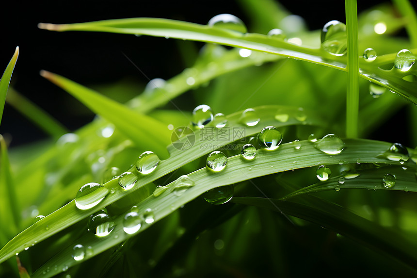 雨后的草叶图片