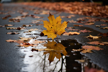 地面上的积水和落叶高清图片