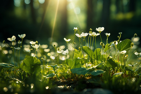 小白花花边草地里的小白花背景