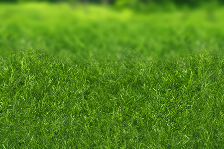 自然的草坪背景图片