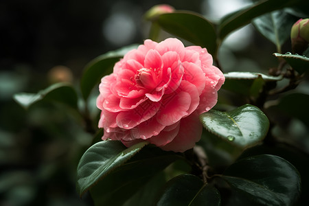 绽放的植物山茶花高清图片