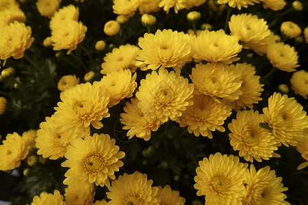 美丽菊花花瓣背景图片