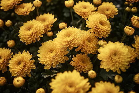黄色的菊花背景图片