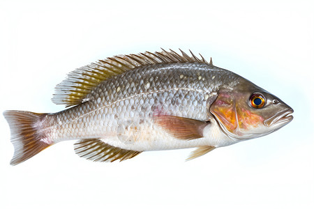 白色背景的鱼类背景图片