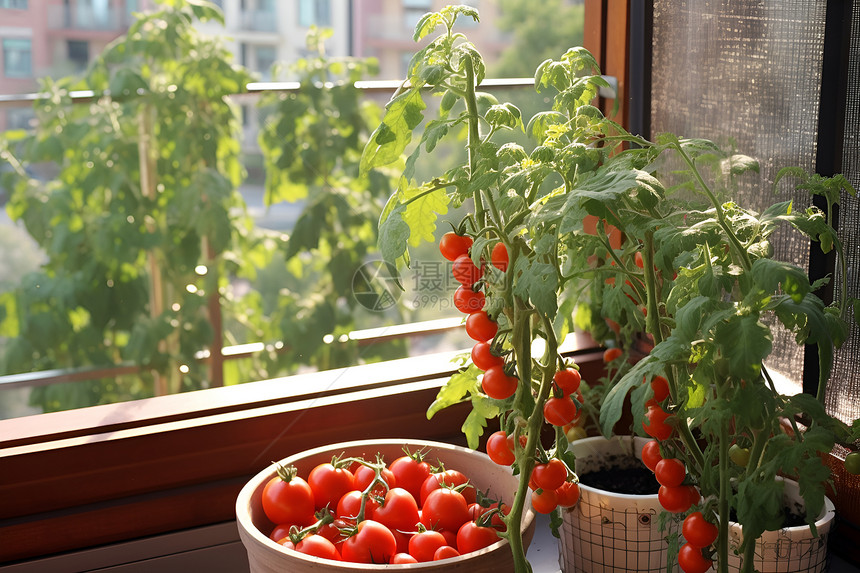 室内种植的番茄图片