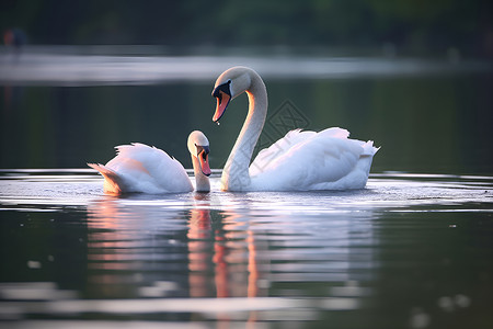 湖泊中的天鹅动物背景图片