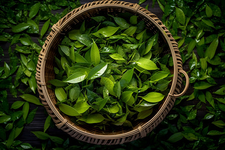 农业采摘的茶叶背景图片