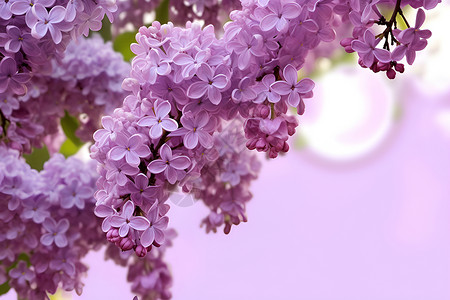 花中紫蝶背景图片