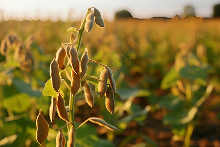 成熟的大豆背景图片