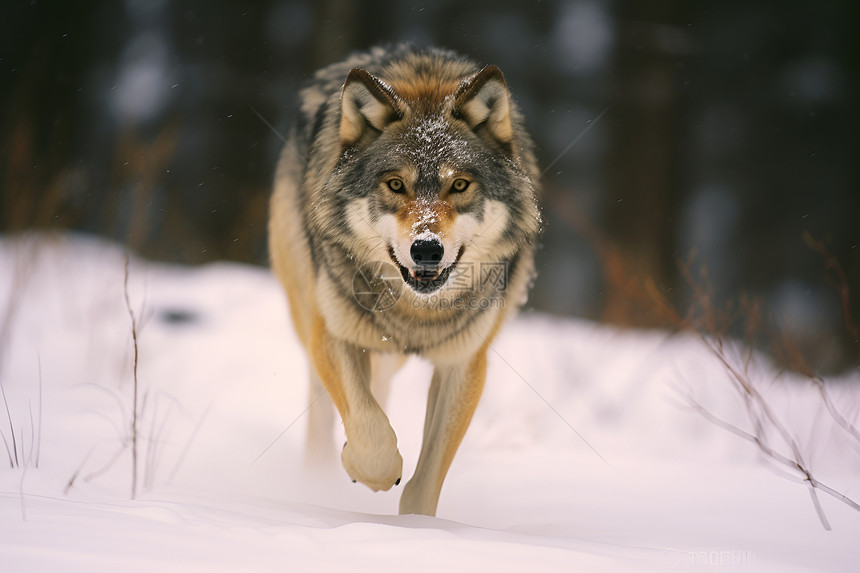冬天野狼图片