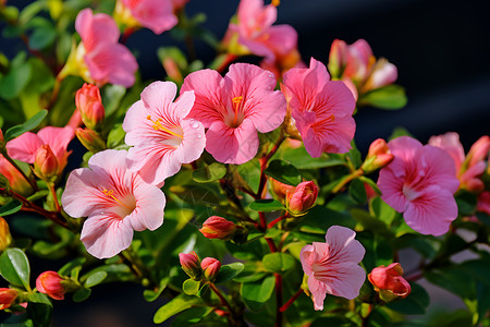 粉色花丛背景图片