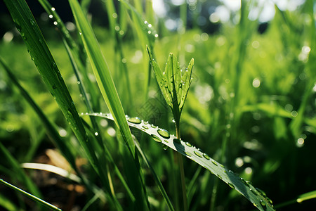 清新绿意草上水滴背景图片
