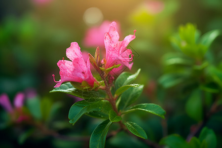 盛开的粉红花朵背景图片