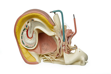 腔体耳朵模型设计图片
