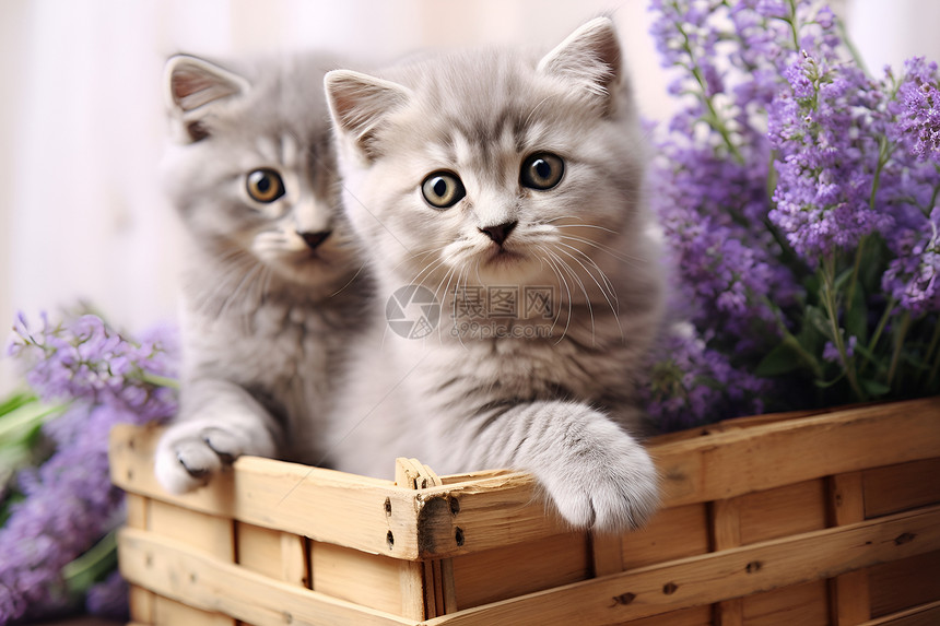 两只小猫咪和薰衣草花篮图片