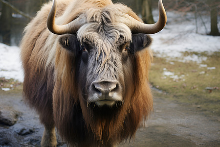 一只牦牛背景图片