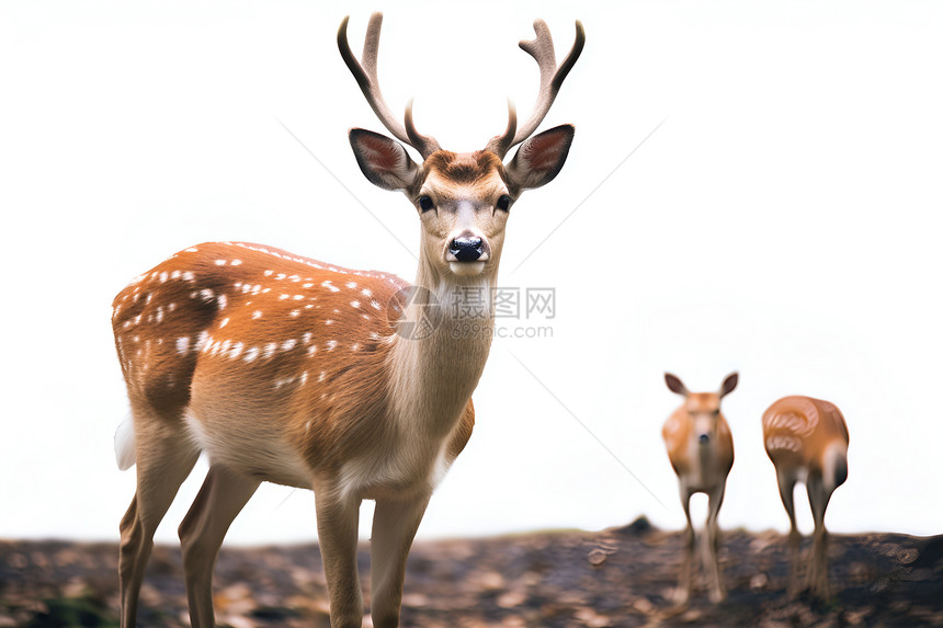 野外的鹿群图片