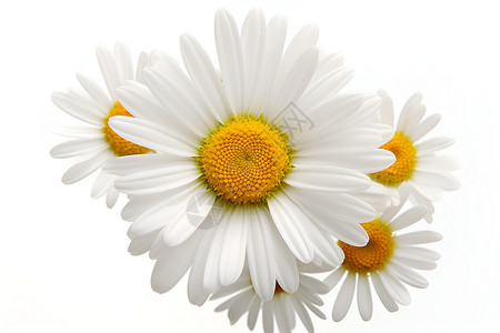 迷人的春日白花背景图片