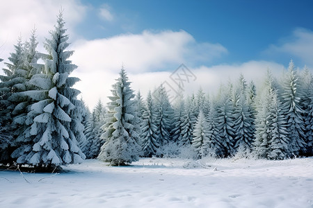 冬日蓝天与雪景背景图片