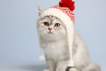 毛茸茸的小猫戴着帽子背景图片
