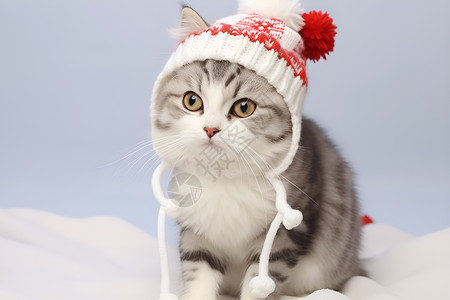 温馨冬日里的小猫咪背景图片