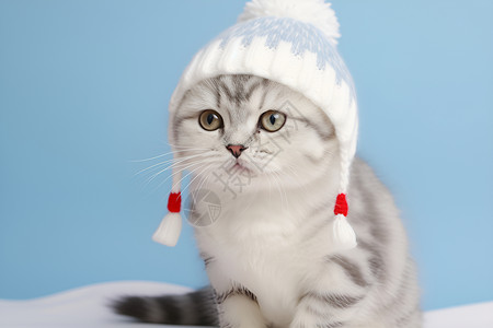 冬日的可爱猫咪背景图片