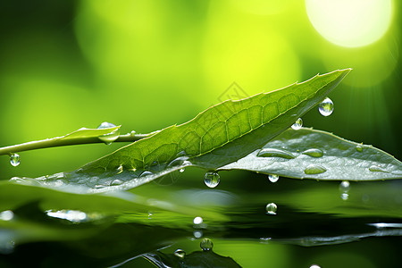 湿润季节清晨的雨水打湿绿叶背景