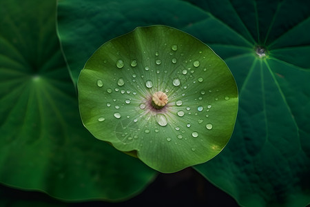 娇艳欲滴沾满雨滴的绿色荷叶背景