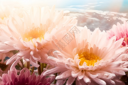 娇艳欲滴的粉色雏菊背景图片