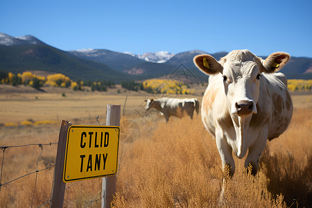 秋季草原上的奶牛背景图片