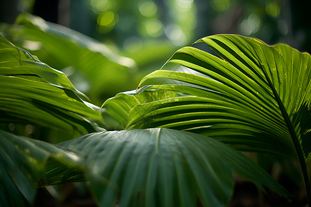 茂盛的热带雨林树叶高清图片